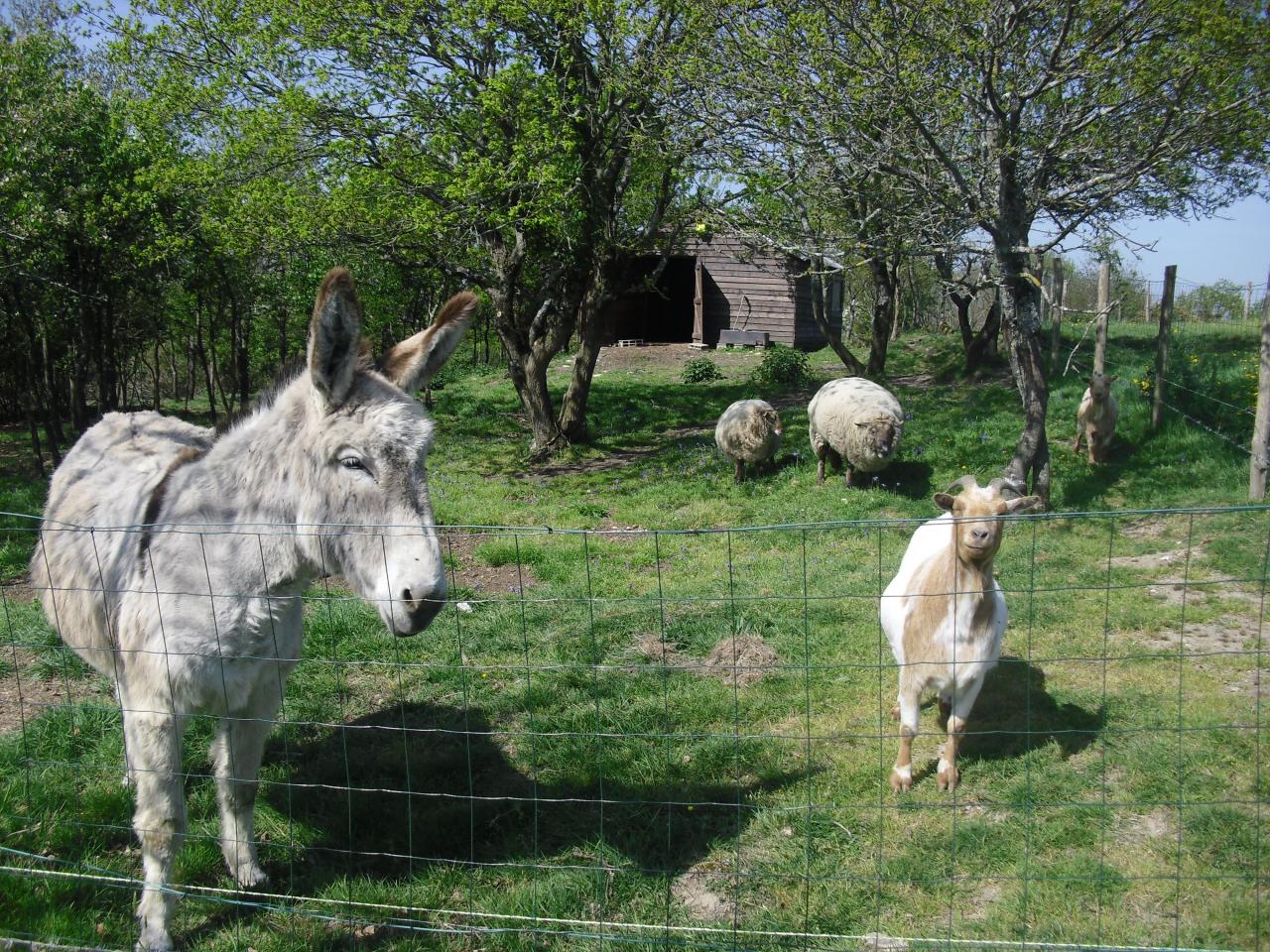 les animaux