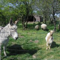 les animaux